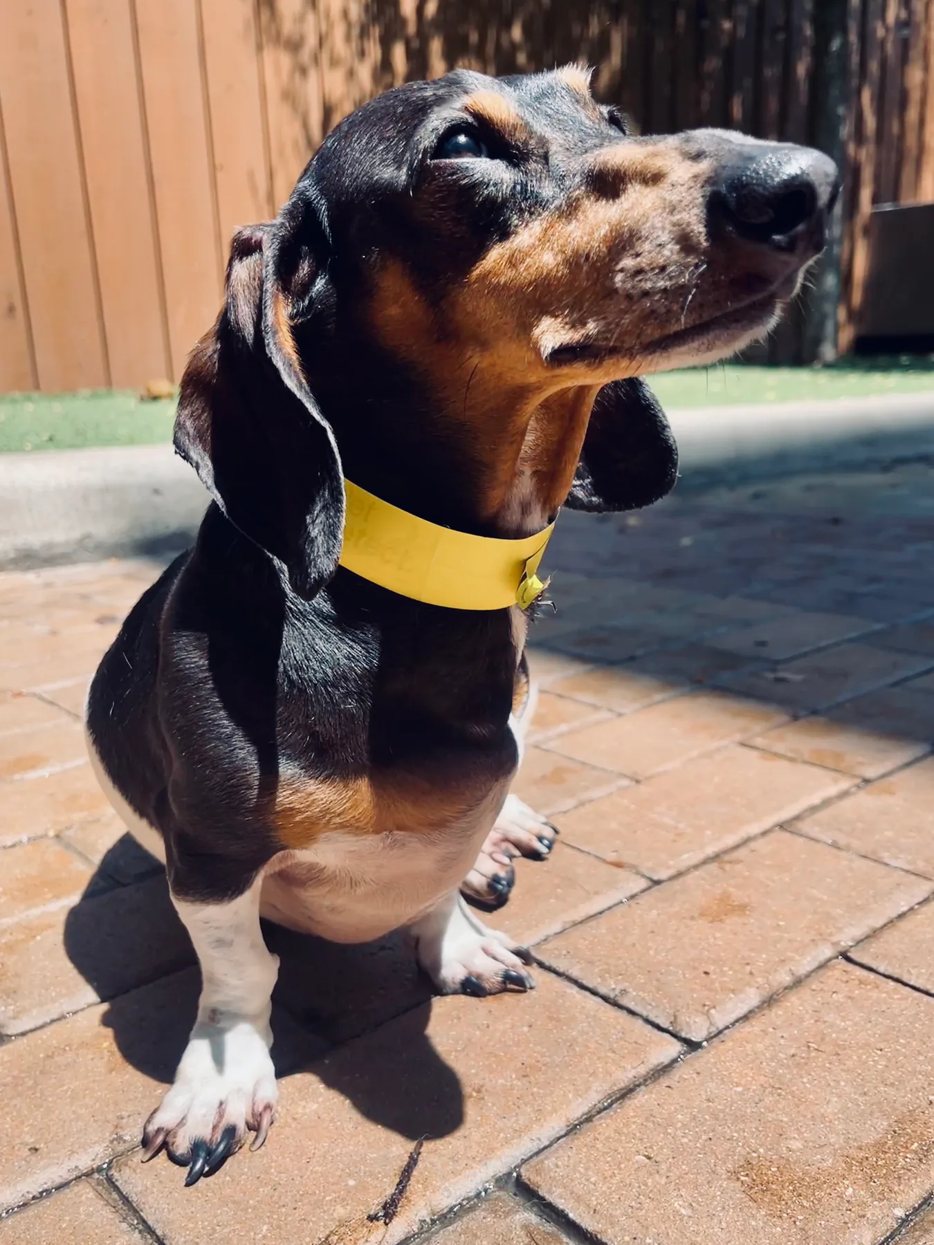 Little Dog 2